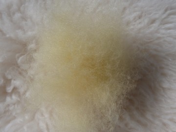 Gekaarde bergschaap in de kleur  Vanille