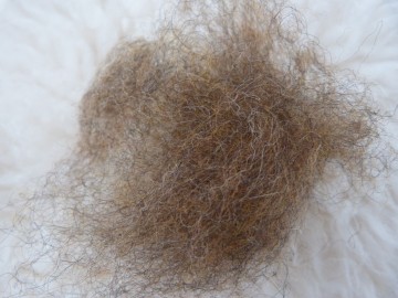 Gekaarde bergschaap in de kleur  Bruin.