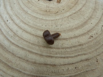 Bruine dierenneuzen in 10/12 of 15 mm