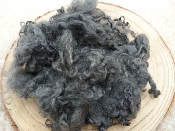 Donker grijze Wensleydale krullen