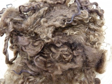 Donker bruine Wensleydale krullen