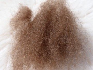 Gekaarde bergschaap Bruin