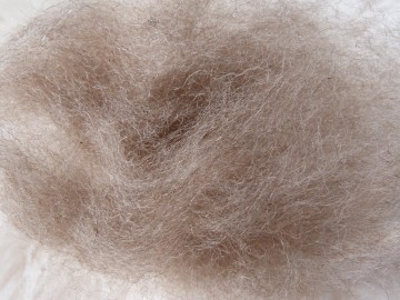 Gekaarde bergschaap Licht Bruin