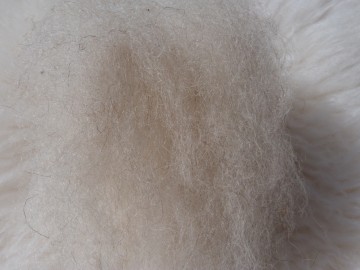 Gekaarde bergschaap Beige