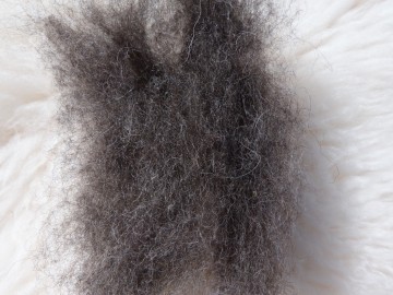 Gekaarde bergschaap Donker Grijs