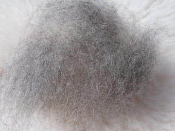 Gekaarde bergschaap Grijs