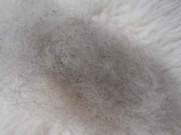 Gekaarde bergschaap Licht Grijs