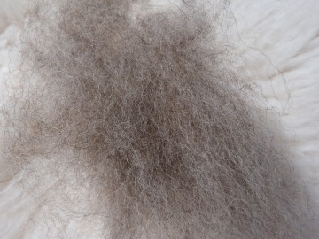 Gekaarde bergschaap Grijs-Beige