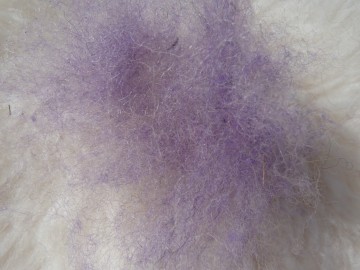 Gekaarde bergschaap in de kleur Lila